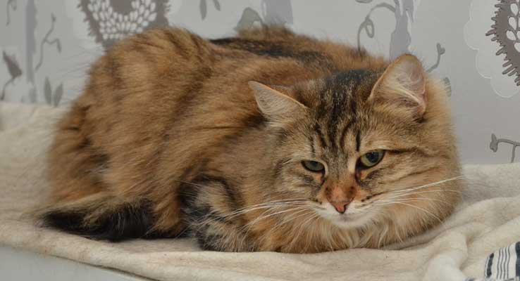 sibirisk katt Juliet