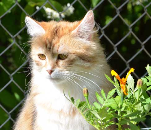 sibirisk katt Uni