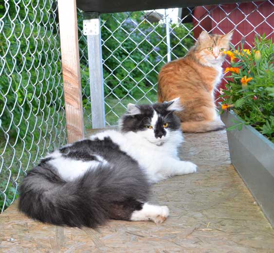 sibiriska katt Dani och Silver