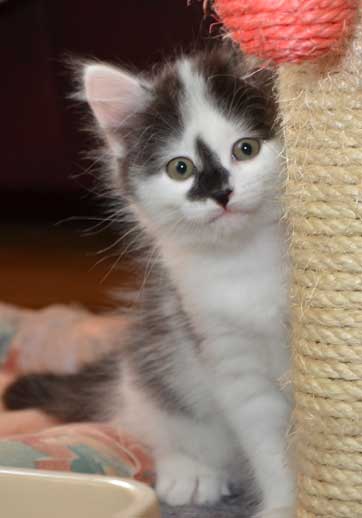 sibirisk kattunge Wild