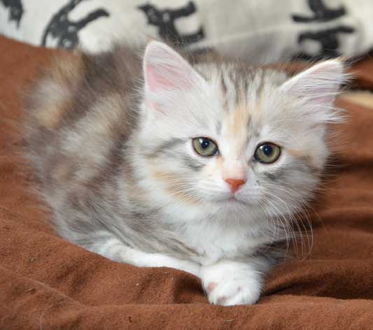 sibirisk kattunge Xui