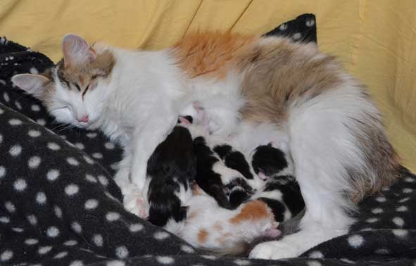 sibiriska kattungar Y-kullen