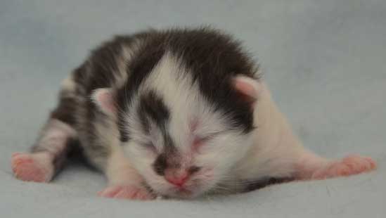 sibirisk katt Yeti