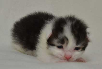 sibirisk kattunge Yoshii