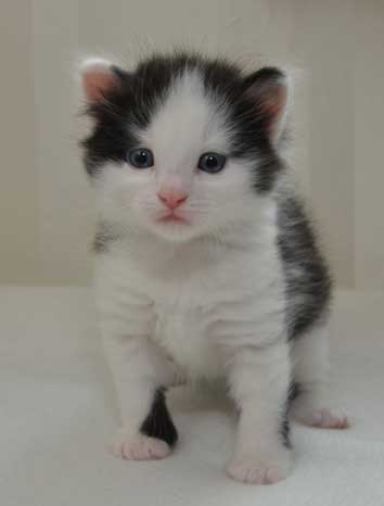 sibirisk kattunge Yale