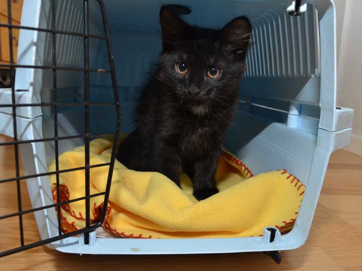 sibirisk kattunge Wise
