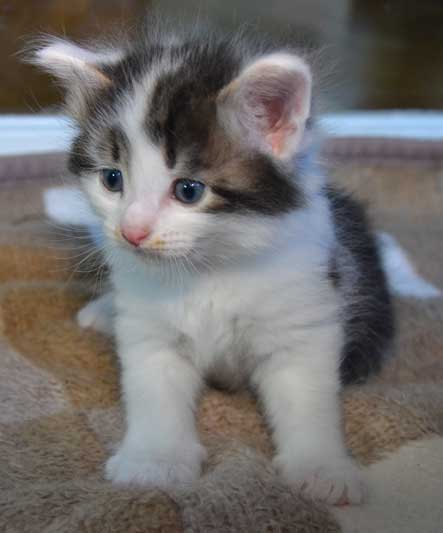 sibirisk kattunge Yoshii