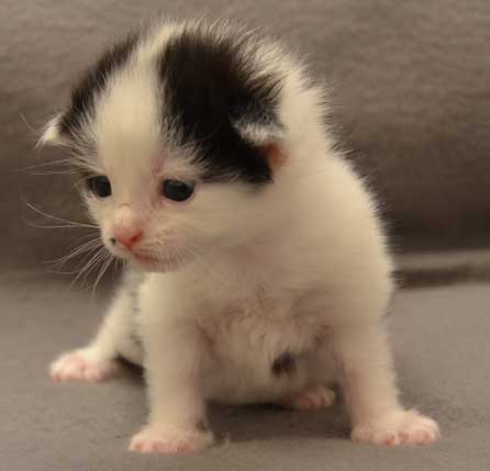 sibirisk kattunge Zero