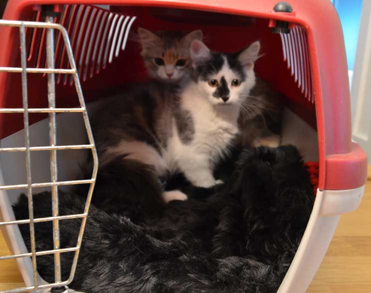 sibiriska kattungar WildXui