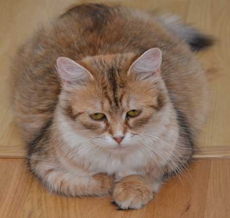 sibirisk katt Uni
