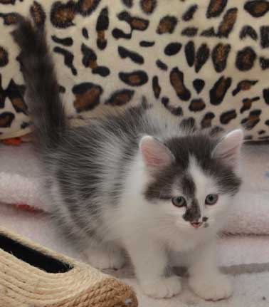 sibirisk kattunge Yeti