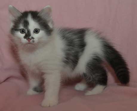 sibirisk kattunge Yeti