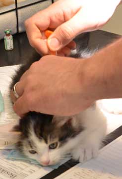 sibirisk kattunge Yoshii