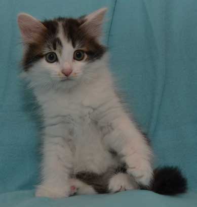 sibirisk kattunge Yoshii