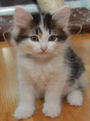sibirisk kattunge Yoshii