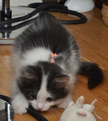 sibirisk kattunge Yrsa