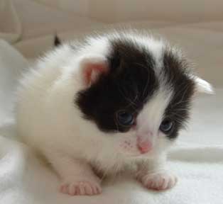 sibirisk kattunge Atric