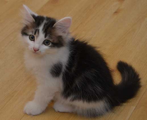sibirisk kattunge Yoshii