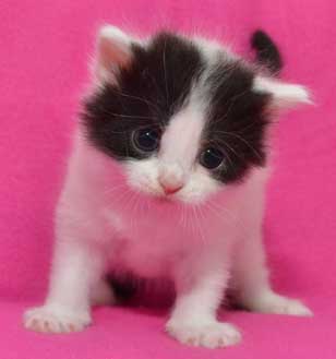sibirisk kattunge Atric