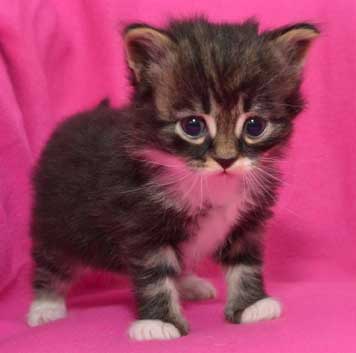 sibirisk kattunge Achilles