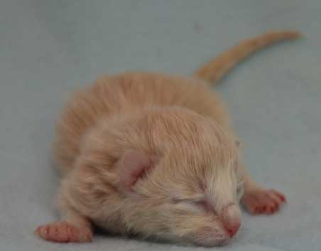 sibirisk kattunge Barry