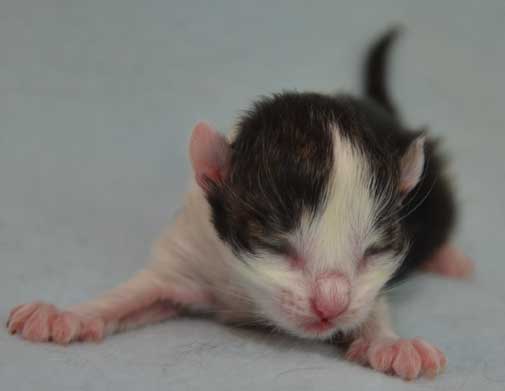 sibirisk kattunge Billy
