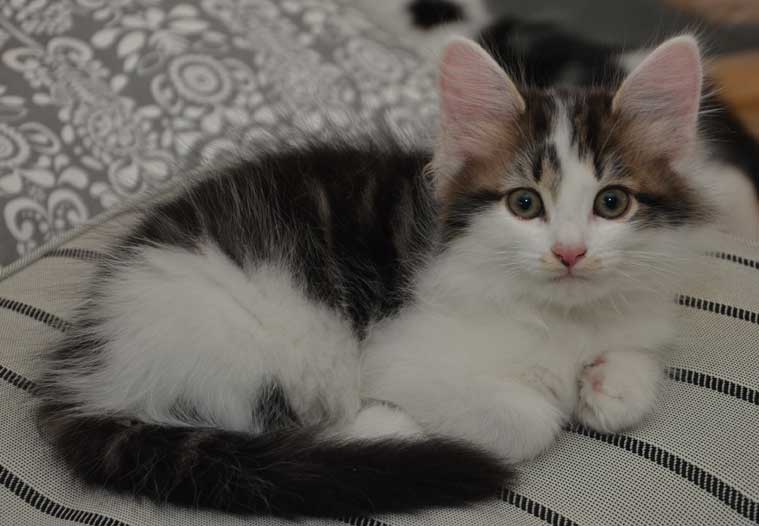 sibirisk kattunge Yoshii