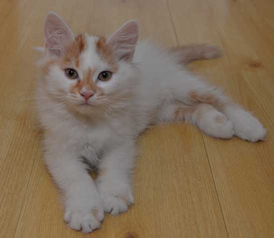 sibirisk kattunge Yorii