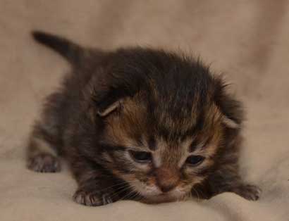 sibirisk kattunge Black