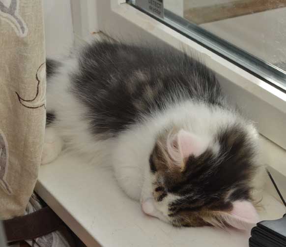 sibirisk kattunge Yoshii