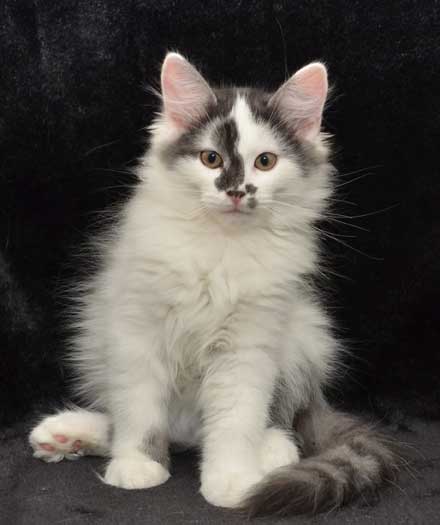sibirisk katt Yeti