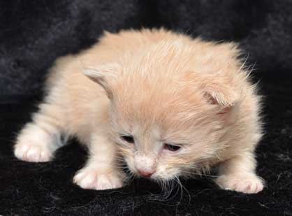sibirisk katt Barry