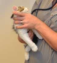 sibirisk kattunge Yoshii