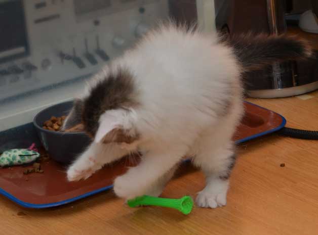 sibirisk kattunge Avior