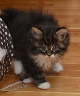sibirisk kattunge Achilles