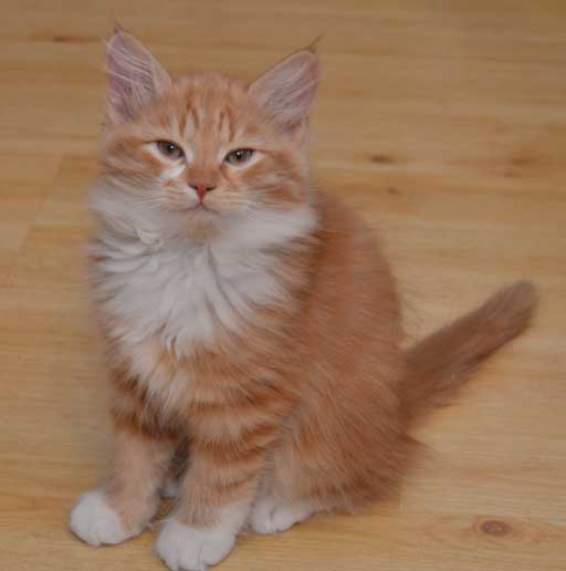 sibirisk kattunge Zeus