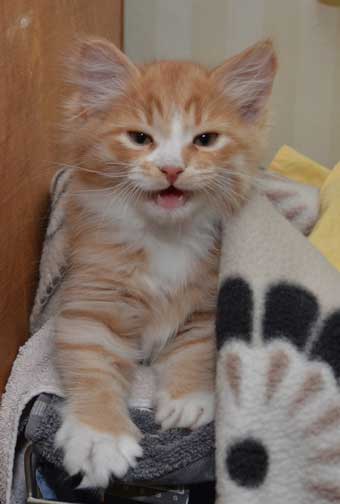 sibirisk kattunge Zeta
