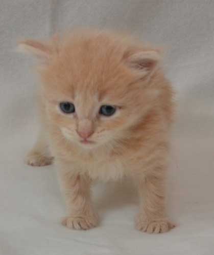 sibirisk kattunge Barry