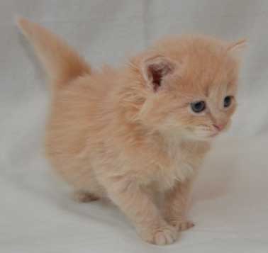 sibirisk kattunge Barry