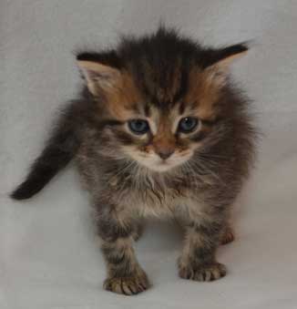 Sibirisk kattunge Black