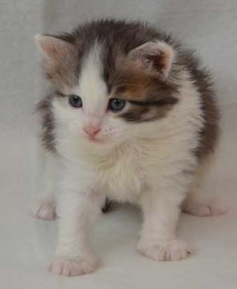 sibirisk kattunge Bennett