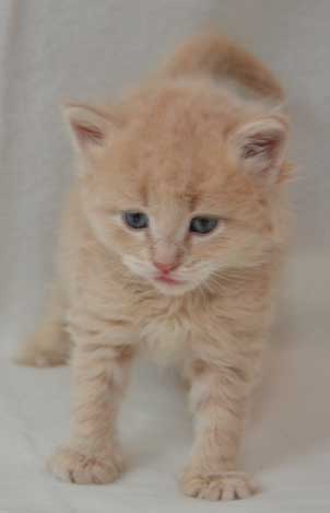 sibirisk kattunge Boris