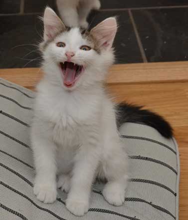 sibirisk kattunge Zwiers