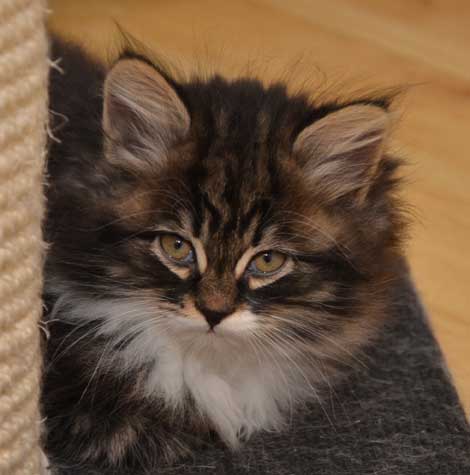 sibirisk kattunge Achilles