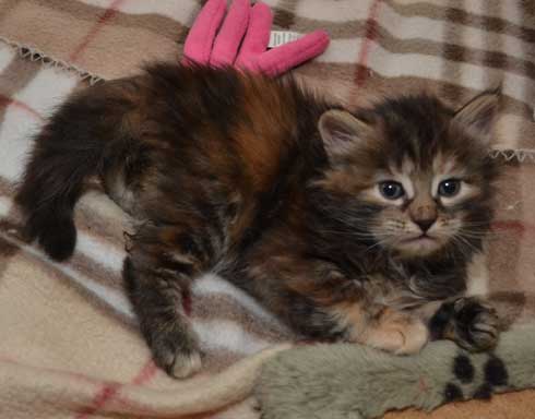 sibirisk kattunge Belinda
