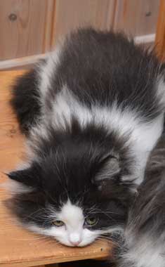 sibirisk kattunge Artemis