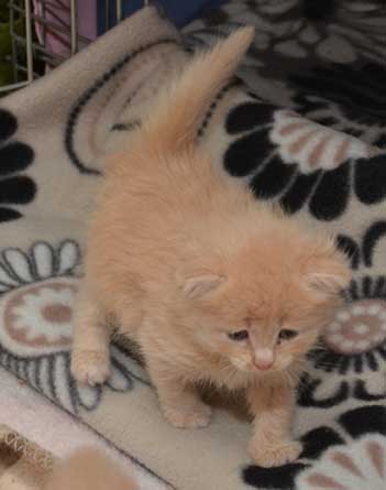sibirisk kattunge Barry