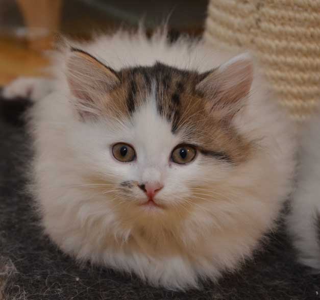 sibirisk kattunge Avior