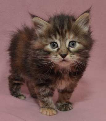 sibirisk kattunge Belinda
