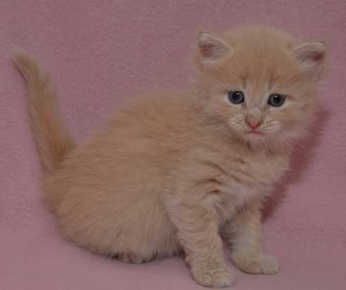 sibirisk kattunge Barry